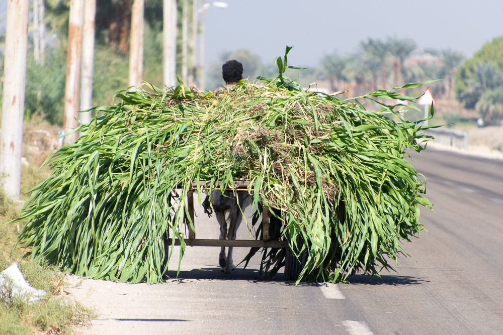 Half man, half donkey?
