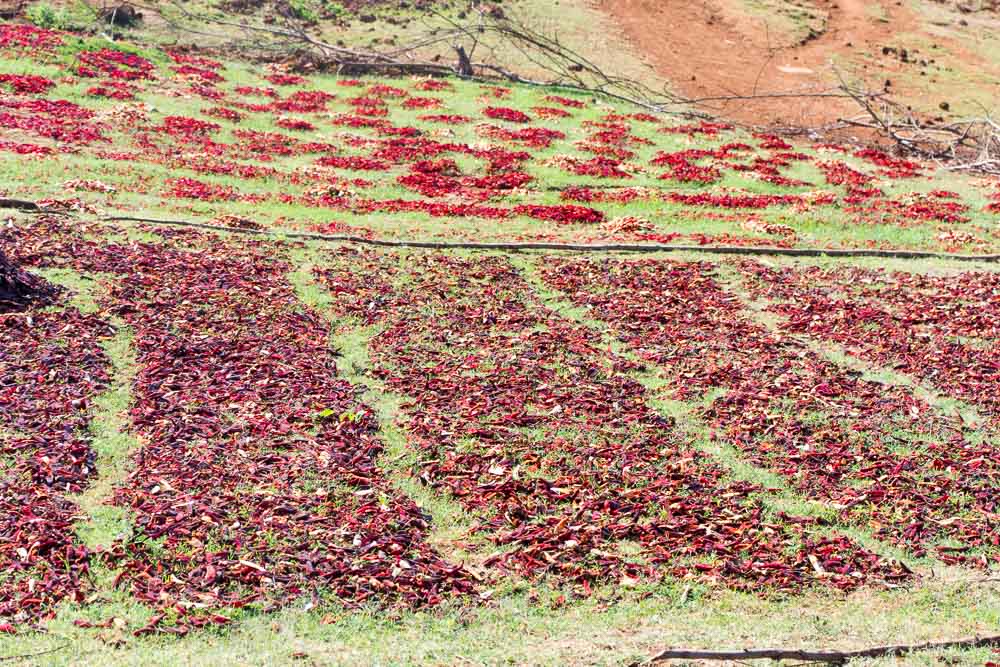 Passing chilli fields