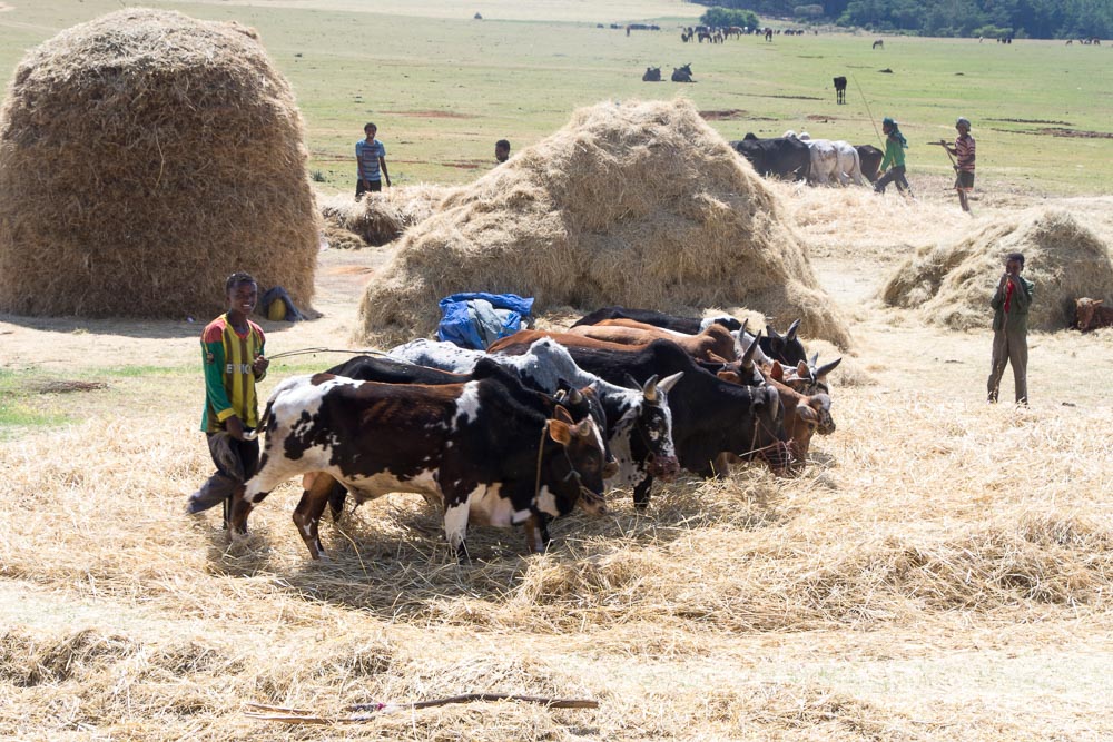 Cattle are used to tread the hay