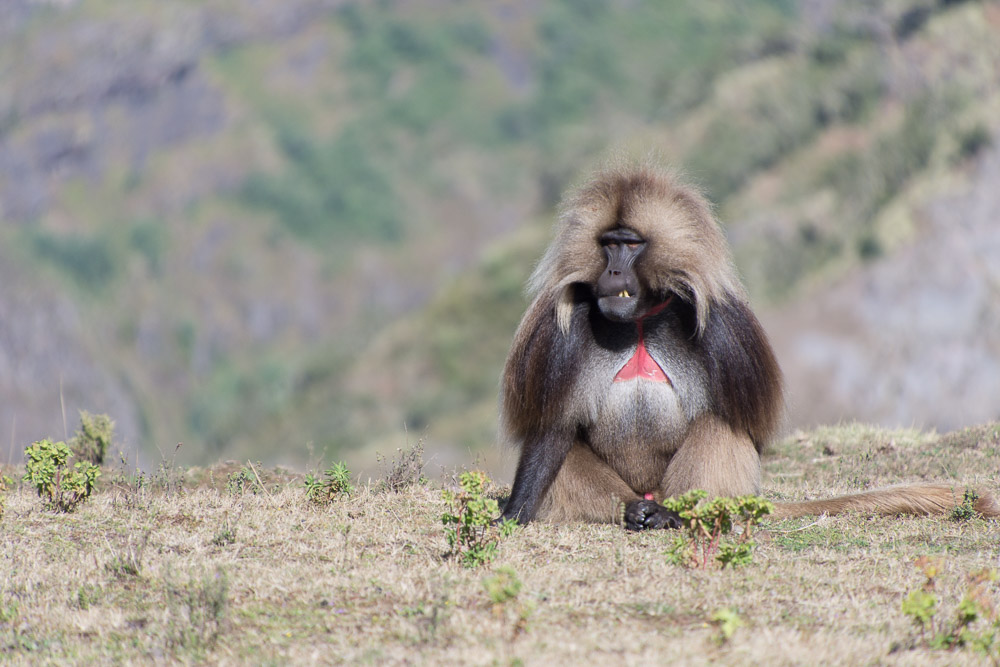 Gelada monkeys grazed on the hillsides