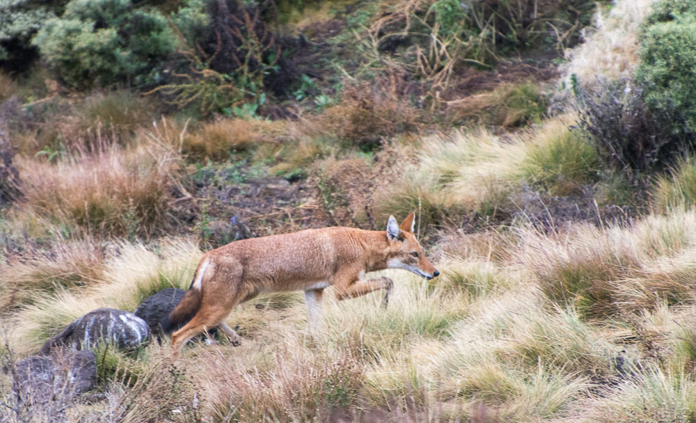 An incredibly rare sighting of an Ethiopian fox hunting for mice
