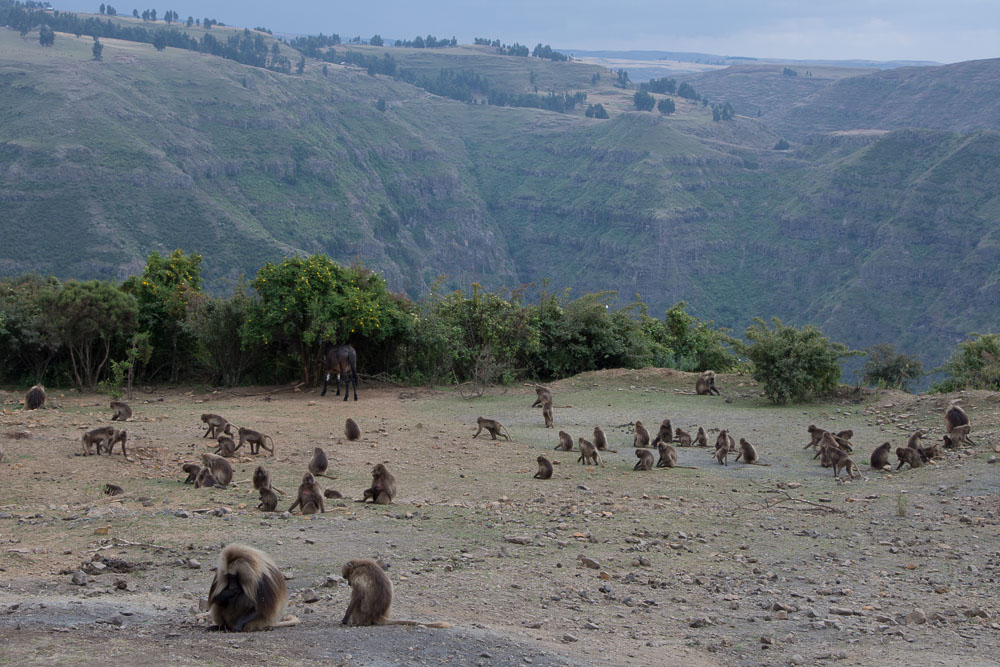 Gelada monkeys roam the hillsides