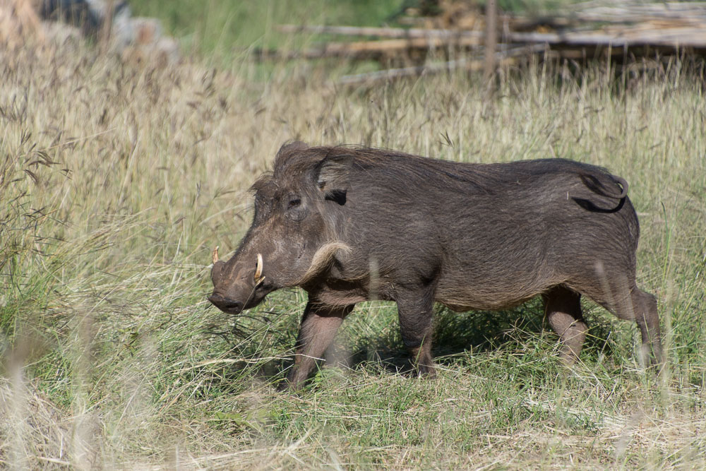 Warthog roamed the hotel's gardens