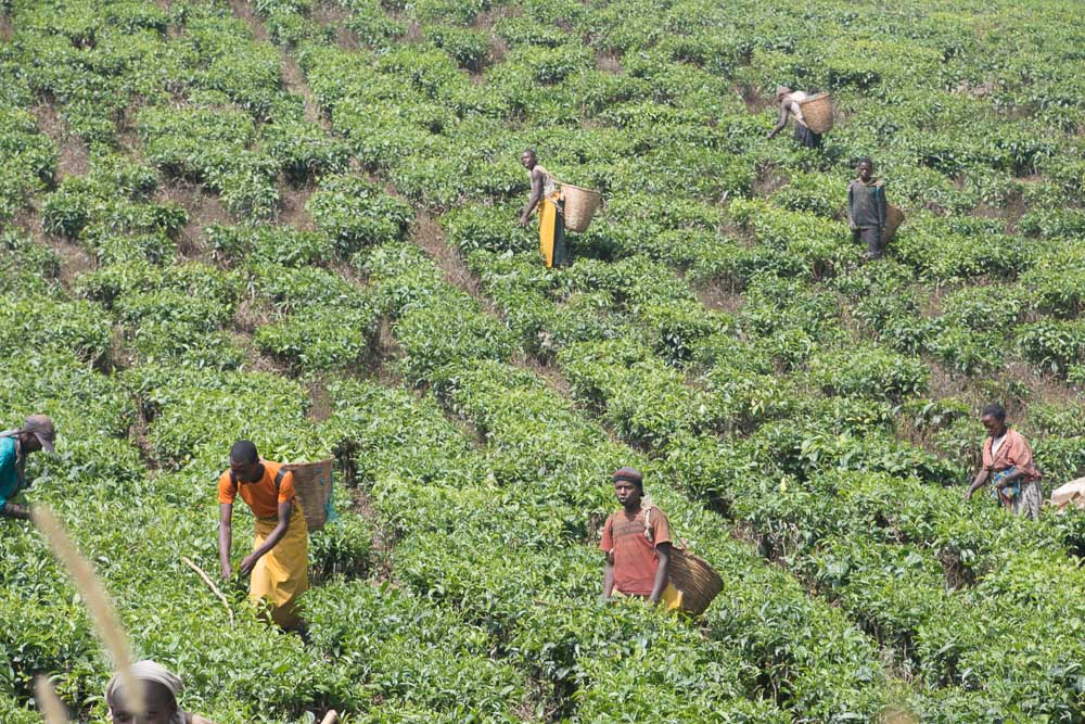 Tea pickers hard at work