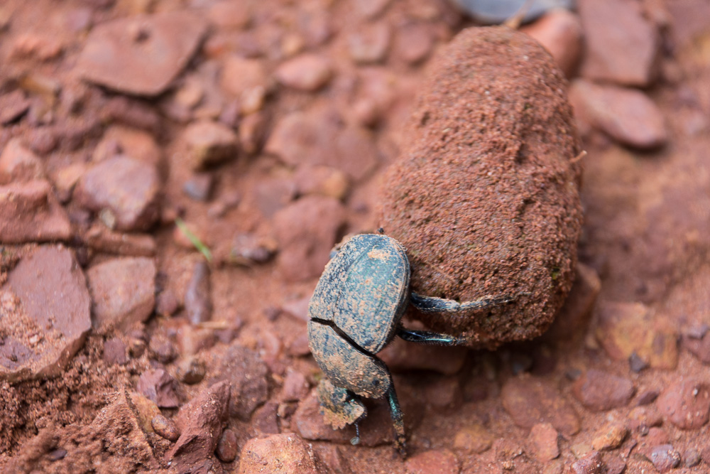 Cycling western Tanzania-1458