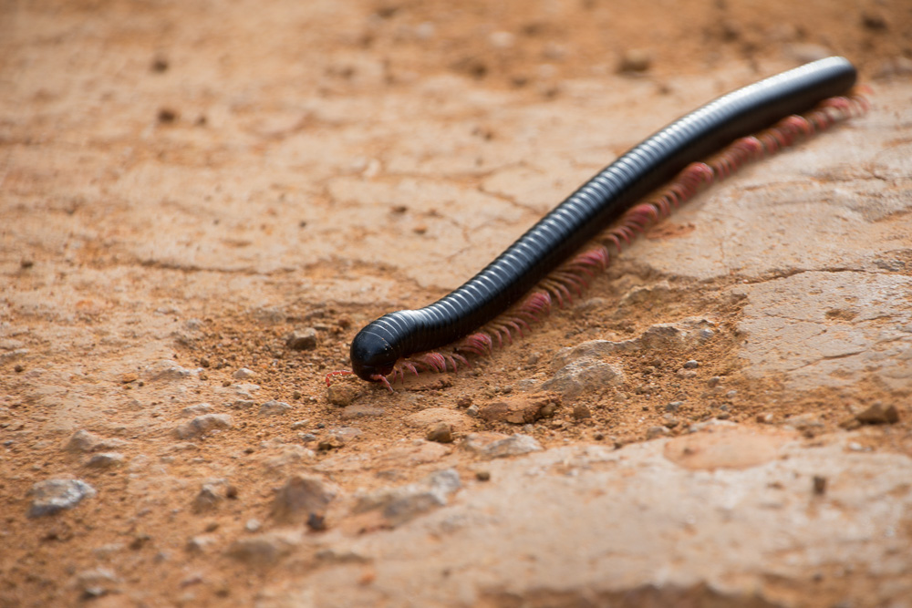 Cycling western Tanzania-1501