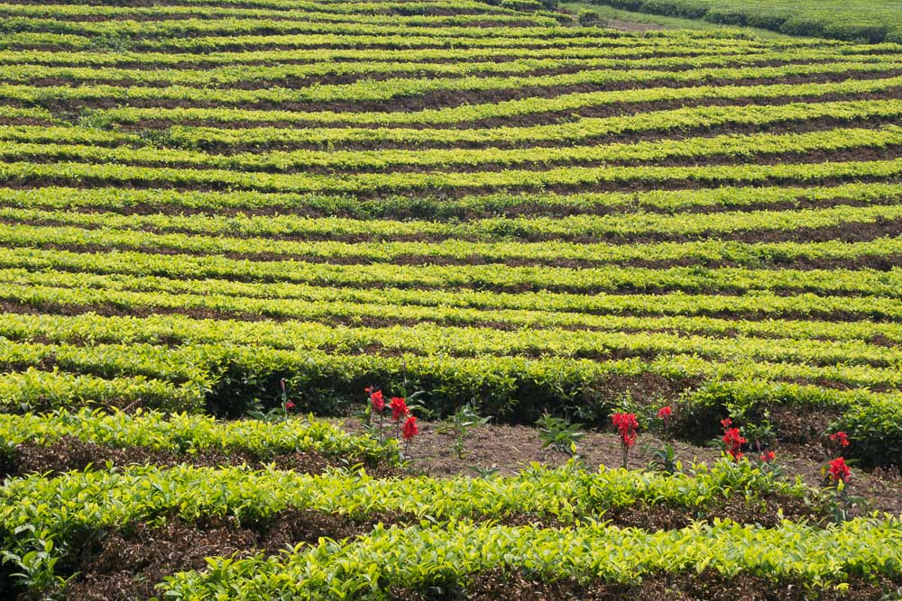 We cycled through stunning tea plantations in Western Uganda