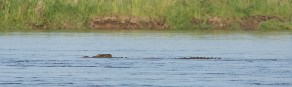 It's not the ones you can see that are the issue...it's the ones lurking int the water below!