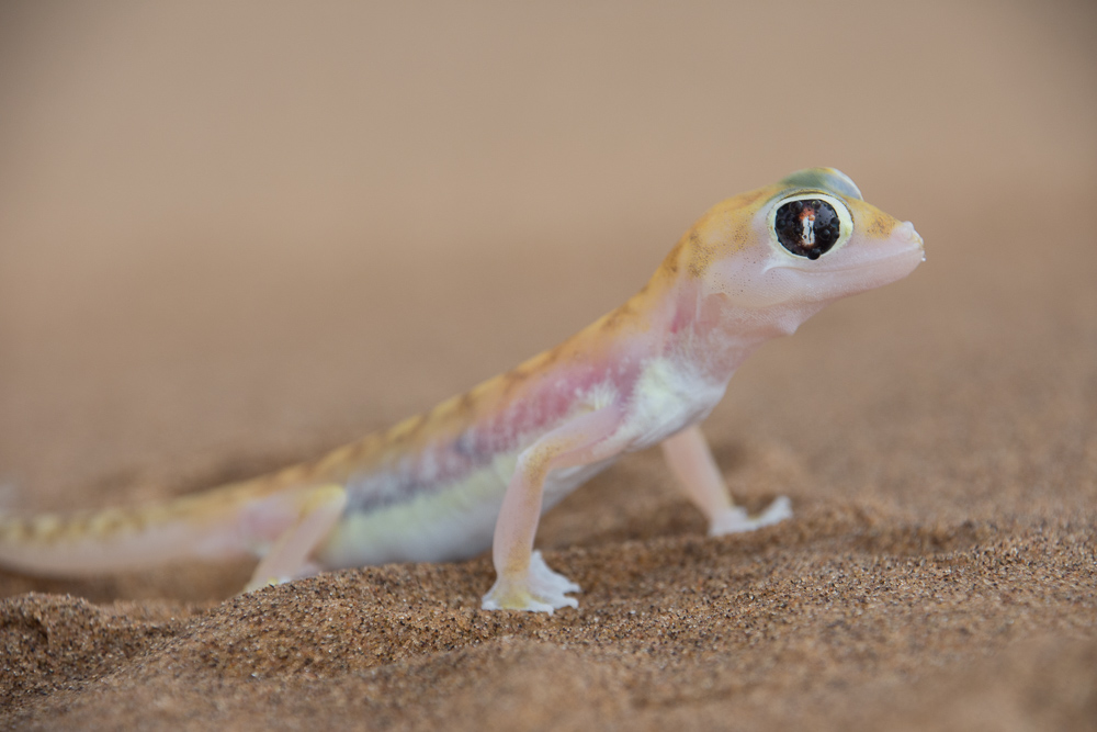 The Namib desert 'little 5'