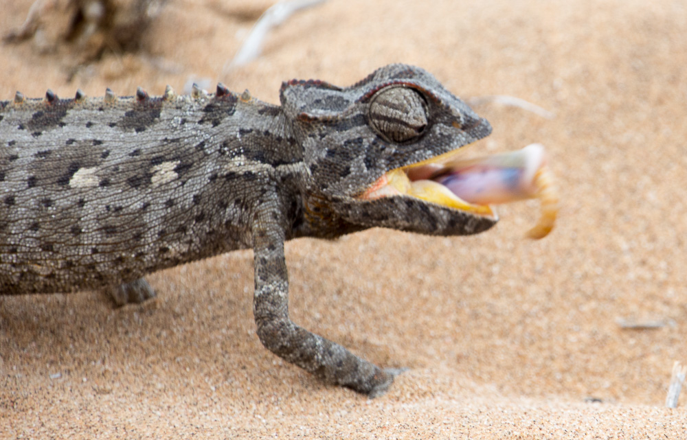 A chameleon catches and munches a worm